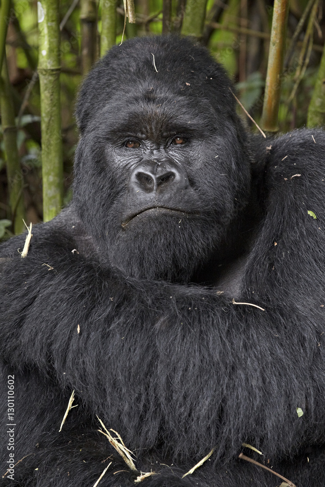 Silverback mountain gorilla (Gorilla gorilla beringei) of the Kwitonda group, Volcanoes National Park, Rwanda Silverback mountain gorilla (Gorilla gorilla beringei) of the Kwitonda group, Volcanoes National Park, Rwanda
