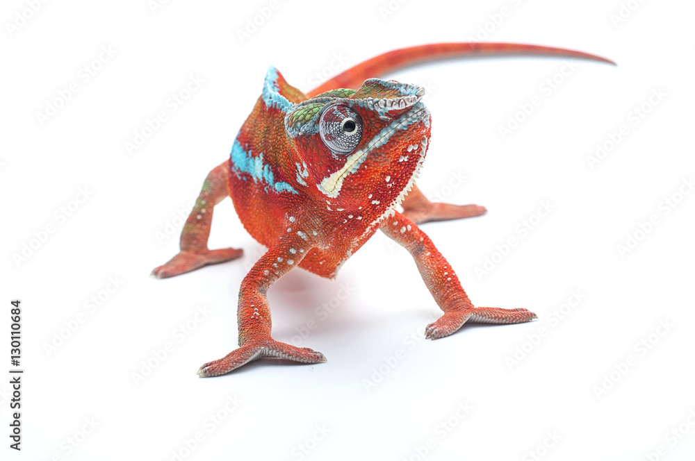 Fototapeta premium Chameleon solated white background 