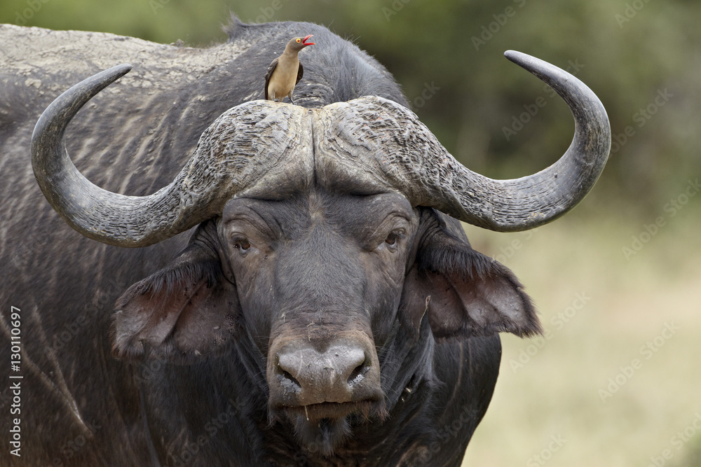 Red-billed oxpecker (Buphagus erythrorhynchus) on a Cape buffalo (African buffalo) (Syncerus caffer), Kruger National Park Red-billed oxpecker (Buphagus erythrorhynchus) on a Cape buffalo (African buffalo) (Syncerus caffer), Kruger National Park