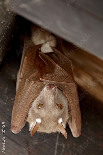 Wahlberg's epauletted fruit bat (Epomophorus wahlbergi) or Peters epauletted fruit bat (Epomophorus crypturus), Kruger National Park photo