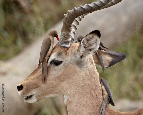 Impala (Aepyceros melampus) buck with red-billed oxpecker (Buphagus erythrorhynchus), Kruger National Park photo