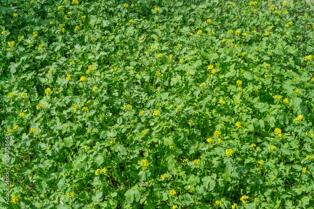 flowering mustard