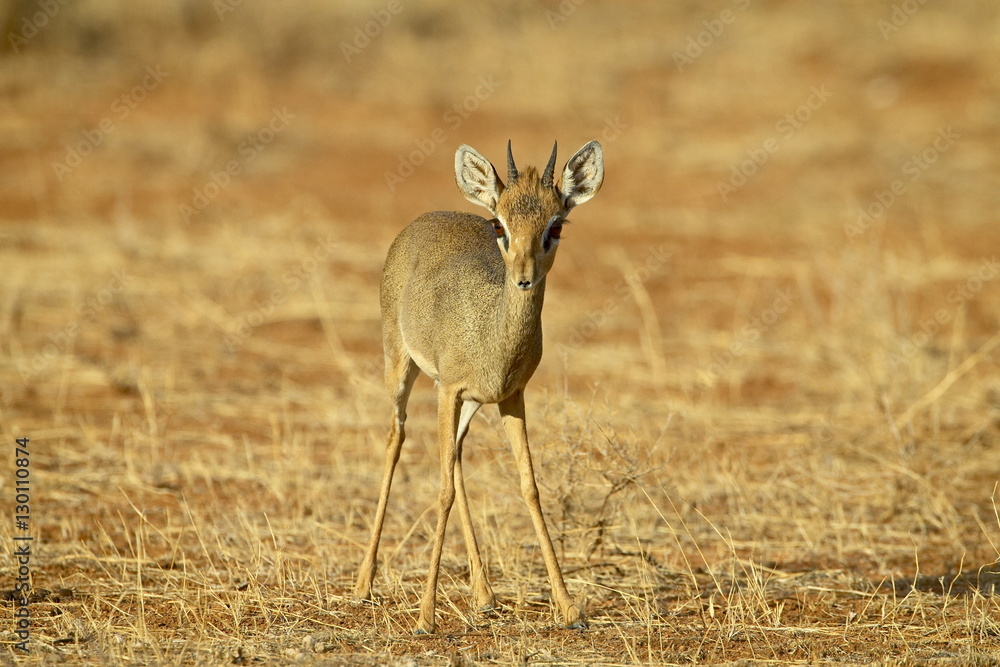 Male Gunther's dik dik (Rinchotragus guntheri), Samburu National Reserve, Kenya Male Gunther's dik dik (Rinchotragus guntheri), Samburu National Reserve, Kenya