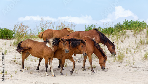 Assateague Island Wild Ponies on the Beach photo