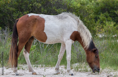 Assateague Island Wild Pony in Maryland © Stephen Bonk
