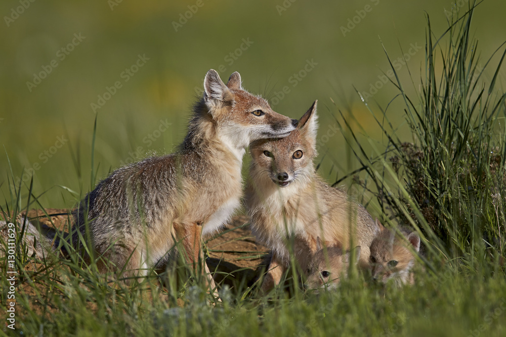 Swift fox (Vulpes velox) adults and two kits, Pawnee National Grassland, Colorado Swift fox (Vulpes velox) adults and two kits, Pawnee National Grassland, Colorado