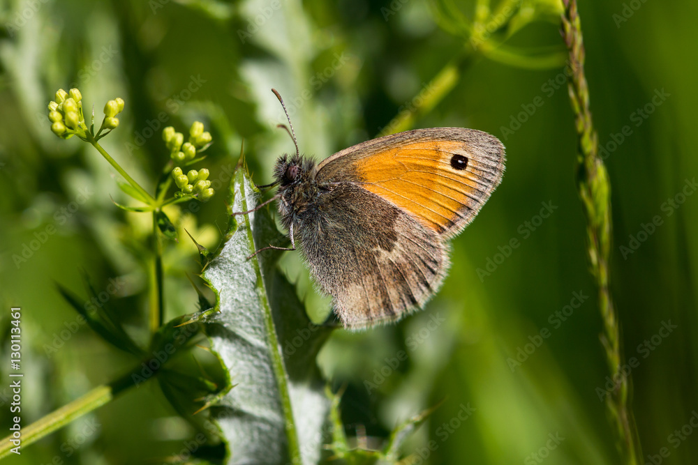 Butterfly on the meadow Butterfly on the meadow