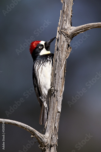 Acorn woodpecker (Melanerpes formicivorus), Chiricahuas, Coronado National Forest, Arizona photo