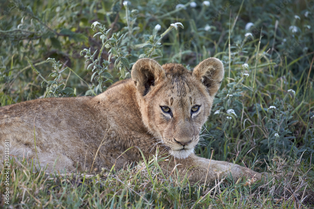 Lion (Panthera leo) cub, Ngorongoro Crater, Tanzania Lion (Panthera leo) cub, Ngorongoro Crater, Tanzania