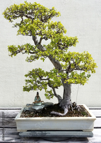 Bonsai and Penjing landscape with miniature ficus tree in a tray