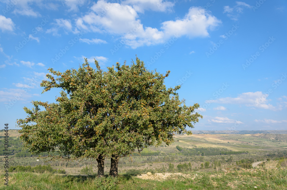 Pero selvatico (wild pear tree) - Pyrus pyraster and landscape in Puglia Italy Pero selvatico (wild pear tree) - Pyrus pyraster and landscape in Puglia Italy