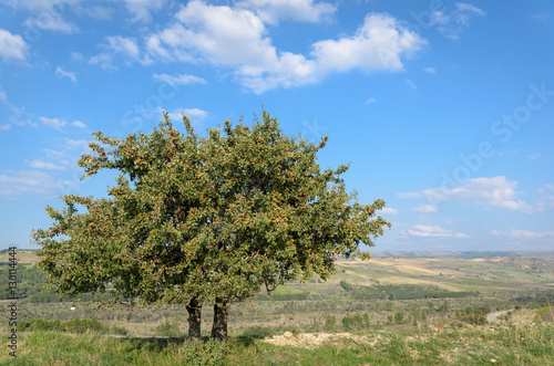 Fotografija Pero selvatico (wild pear tree) - Pyrus pyraster and landscape in Puglia Italy