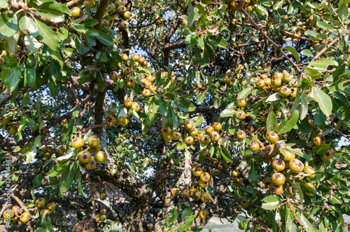 Pero selvatico (wild pear tree) - Pyrus pyraster photo