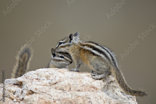 Two least chipmunk (Tamias minimus), Custer State Park, South Dakota