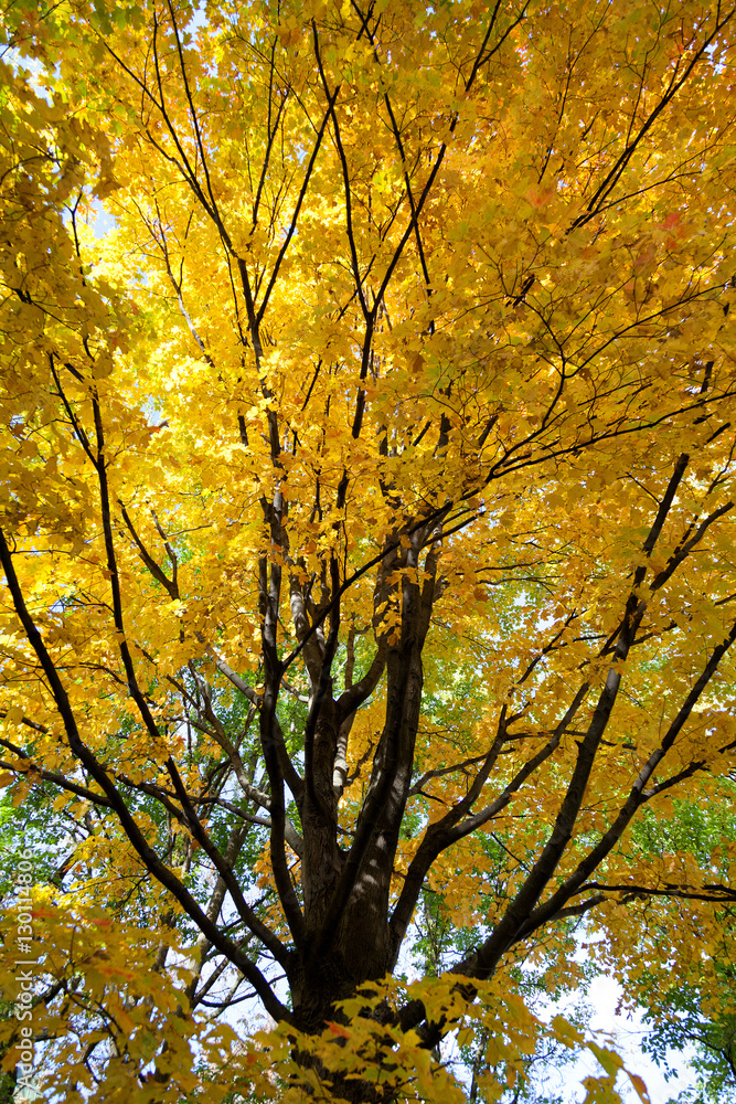 Herbstlaubfärbung Herbstlaubfärbung