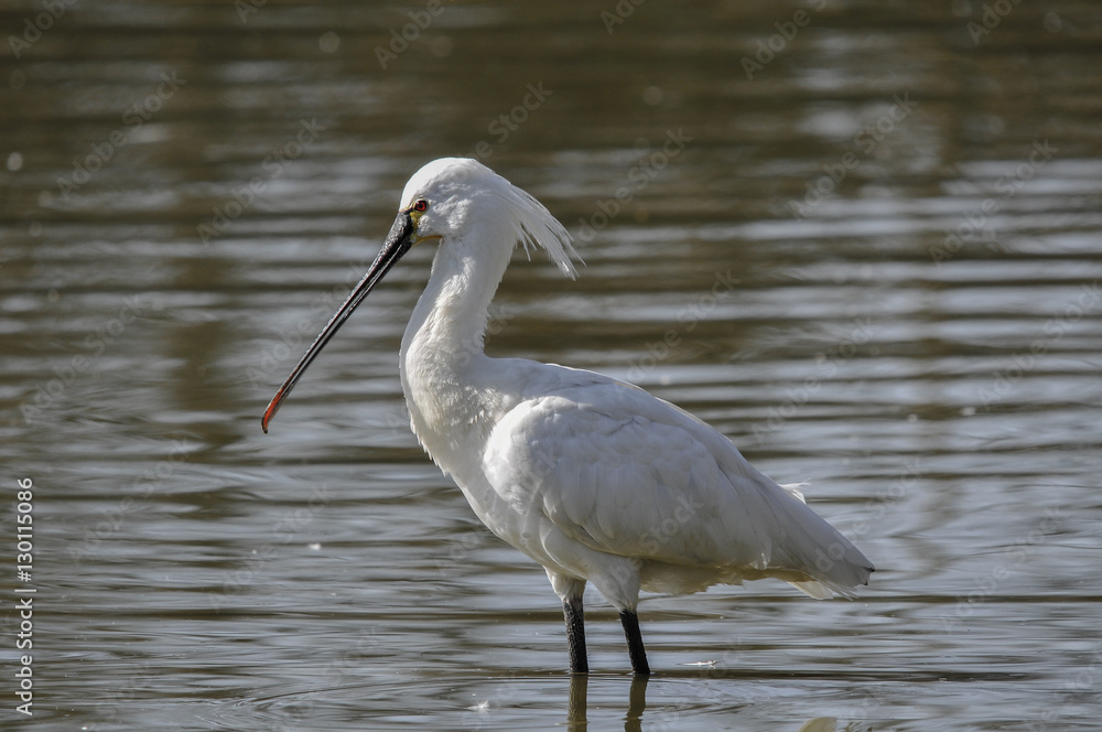 Fototapeta premium Spatola bianca_Platalea leucorodia