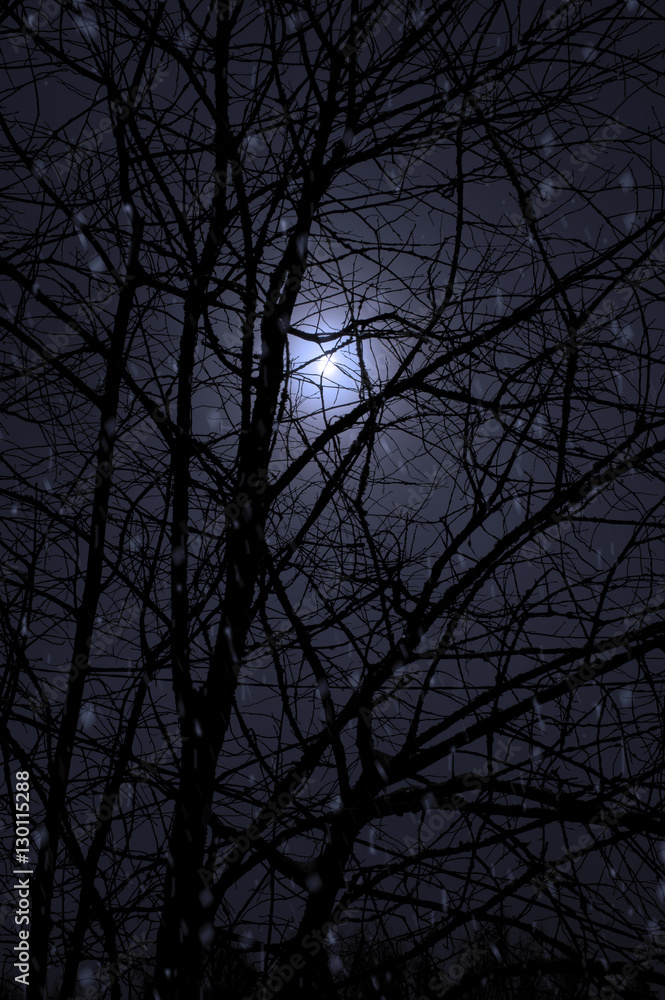 Cold Night And Trees Cold Night And Trees