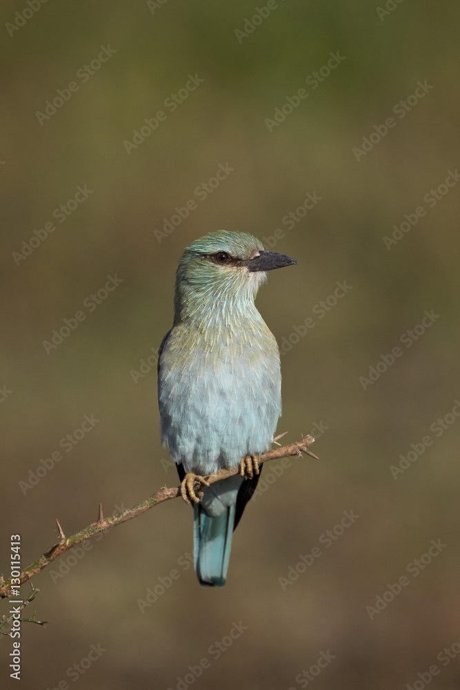 European roller (Coracias garrulus), Serengeti National Park, Tanzania European roller (Coracias garrulus), Serengeti National Park, Tanzania