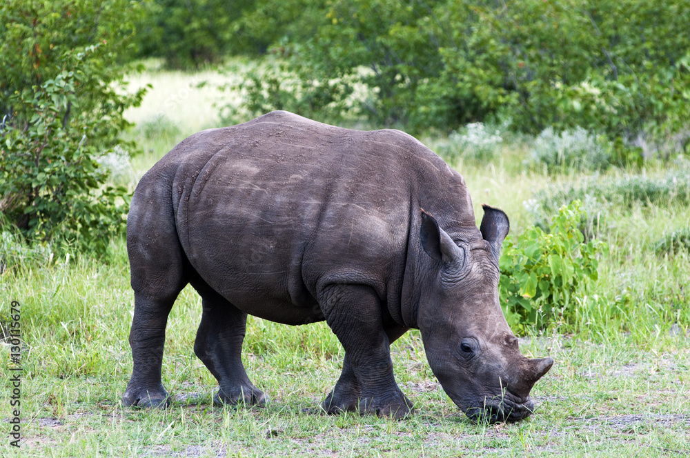 White rhinoceros (Ceratotherium simum), Namibia White rhinoceros (Ceratotherium simum), Namibia