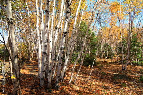 Birkenwald photo