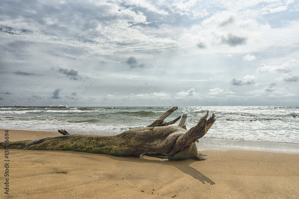 Baumstamm am Strand / beach