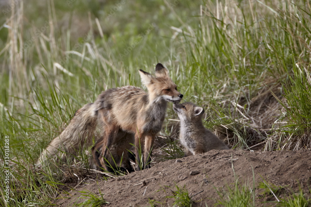 Red Fox (Vulpes vulpes) (Vulpes fulva) vixen and kit, Yellowstone National Park, Wyoming Red Fox (Vulpes vulpes) (Vulpes fulva) vixen and kit, Yellowstone National Park, Wyoming