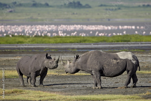 Two black rhinoceros (hook-lipped rhinoceros) (Diceros bicornis), Ngorongoro Crater, Tanzania  photo