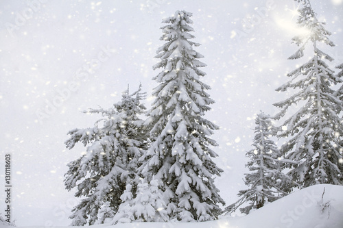 Snowy fir tree © erika8213