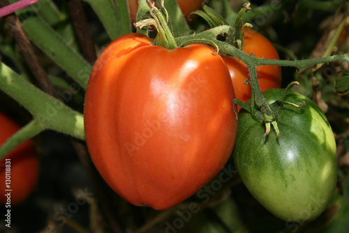 Tomato production in green house photo
