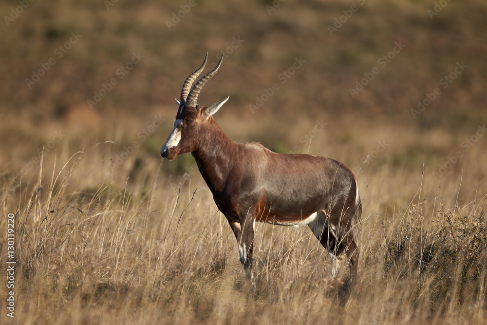 Blesbok (Damaliscus pygargus phillipsi), Mountain Zebra National Park Blesbok (Damaliscus pygargus phillipsi), Mountain Zebra National Park