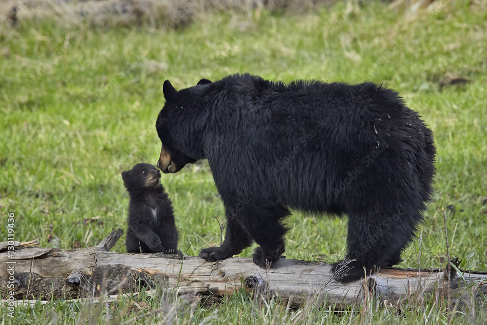 Black bear (Ursus americanus) sow and cub of the year, Yellowstone National Park, Wyoming Black bear (Ursus americanus) sow and cub of the year, Yellowstone National Park, Wyoming
