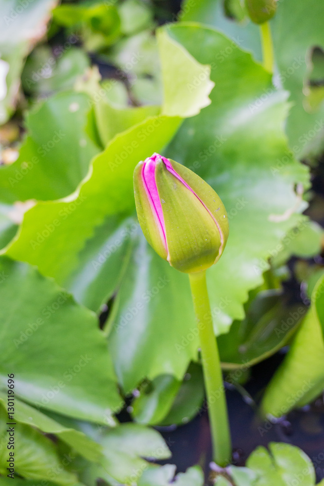 Pink lotus on isolated a background. Pink lotus on isolated a background.