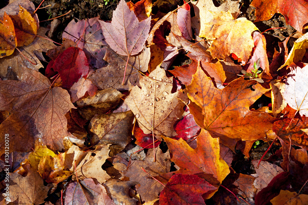 Herbstlaub