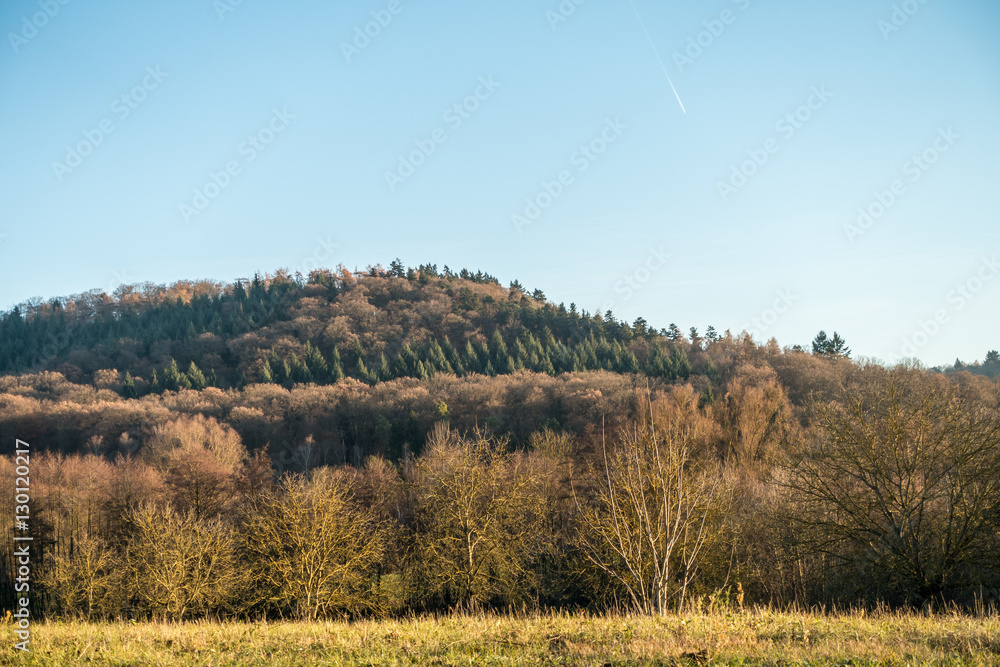 Fototapeta premium Wald im Spätherbst