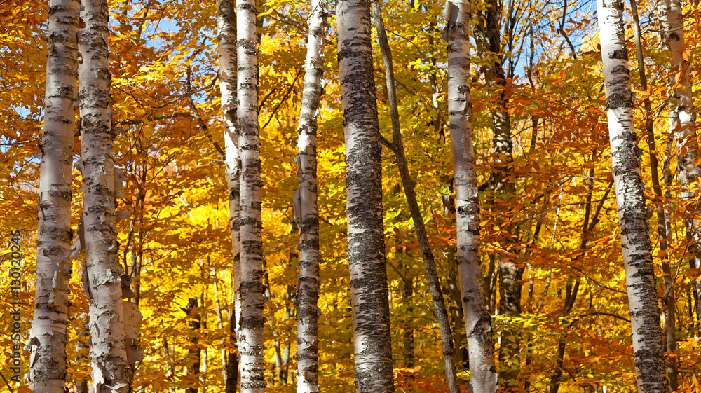Birkenwald Panorama Birkenwald Panorama