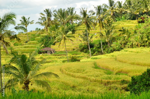 Green rice fields on Bali island Indonesia