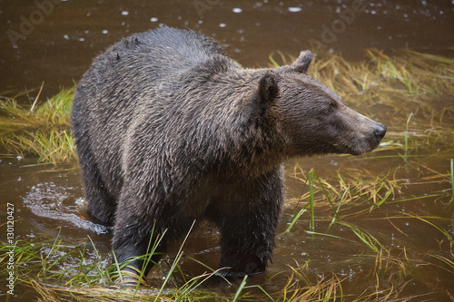 Brown Bear Scavenging for Salmon, Estuary, Anan Creek photo