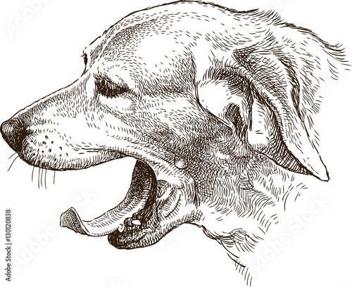 the sketch of the head of the yawning dog