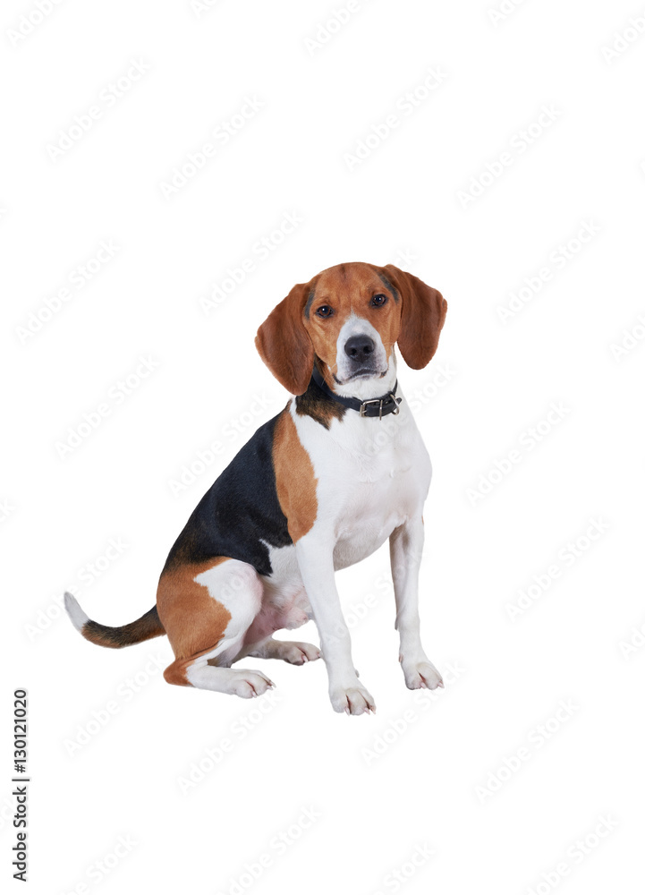 Beautiful dog portrait isolated on white background. Happy beagle sitting and look to the camera.