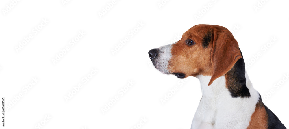 Serious beagle look to the left. Handsome dog side view portrait isolated on white background.