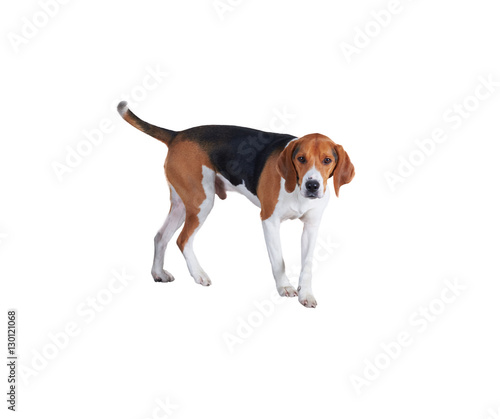 isolated beagle dog is going on white background.