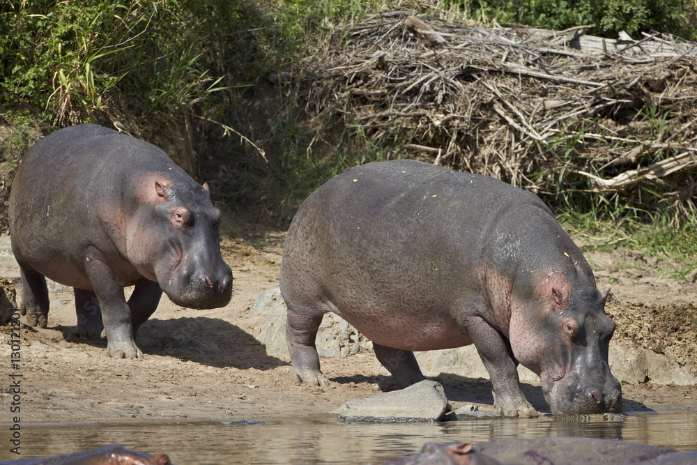 Two hippopotamus (Hippopotamus amphibius) returning to the water, Serengeti National Park, Tanzania Two hippopotamus (Hippopotamus amphibius) returning to the water, Serengeti National Park, Tanzania