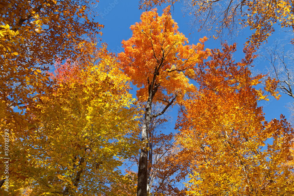 Herbstlaub