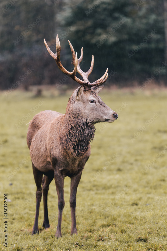 Red deer in foggy field Red deer in foggy field