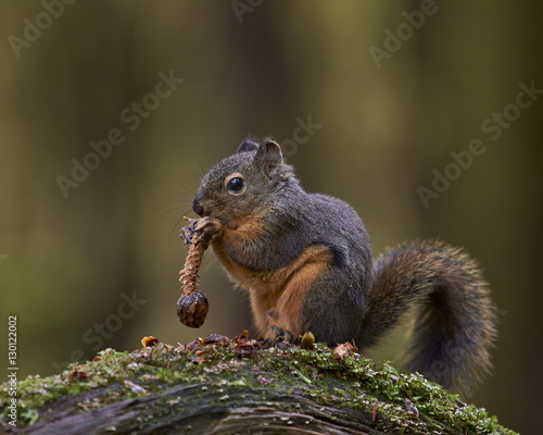 Douglas's Squirrel (Tamiasciurus hudsonicus) eating a pine cone, Olympic National Park, Washington State photo