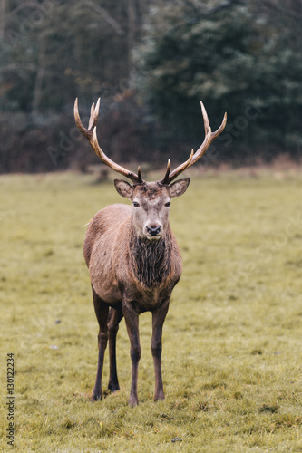 Red deer in foggy field