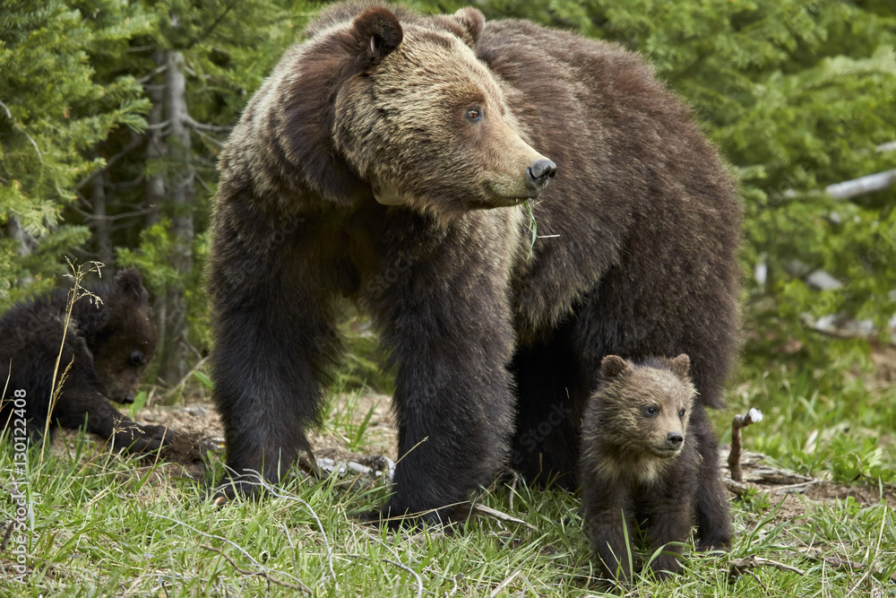 Grizzly bear (Ursus arctos horribilis) sow and two cubs of the year, Yellowstone National Park, Wyoming Grizzly bear (Ursus arctos horribilis) sow and two cubs of the year, Yellowstone National Park, Wyoming
