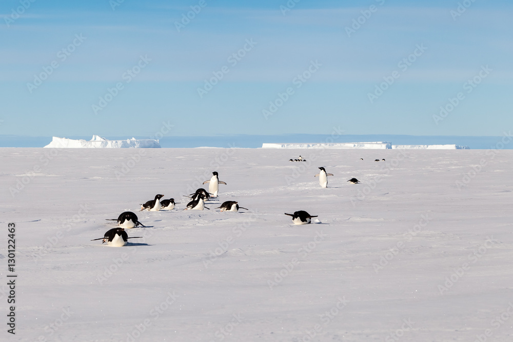 Naklejka premium Adelie penguins crossing