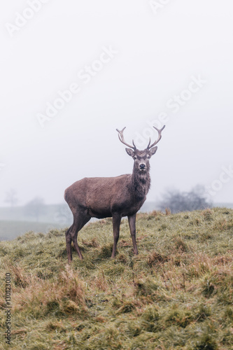 Red deer in foggy field © Ramona