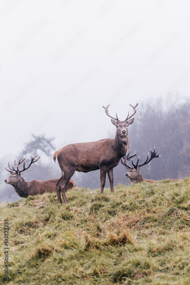 Red deer in foggy field Red deer in foggy field